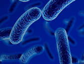 Antimicrobiana